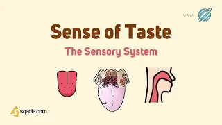 The Sensory System Physiology | Sense of Taste | CNS Anatomical Pathways