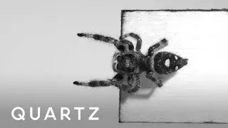 Scientists trained a spider to jump between platforms