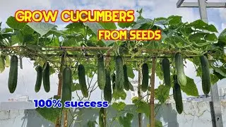 New idea,grow cucumber from seeds for many fruits, how to grow cucumber in foam Container