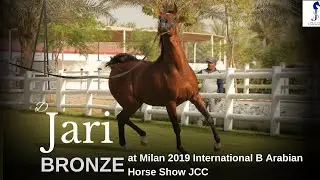 💫 D Jari 💫  BRONZE CH at Milan 2019 International B Arabian Horse Show JCC 2