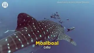 12 Must-Visit Diving Spots in the Philippines