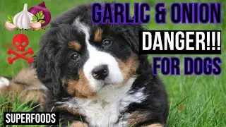 Why are onions and garlic so dangerous for dogs?