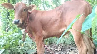 Top 10 Profitable Cow Business Ideas | Earn Big from Cattle Farming in USA