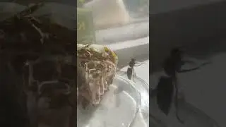 my pet Queen bald face hornet