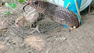 How to build a snake trap easily using an electric fan frame