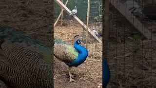 La Ruota del Pavone 🦚🦚