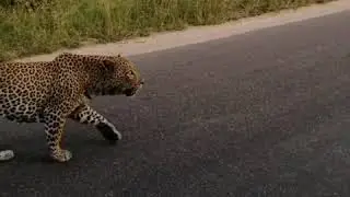 ENORMOUS Male Leopard seen by Safaria