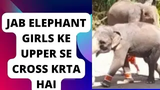 Surprised movement of elephant 🐘 |Hathi ke karname #elephant #entertainment