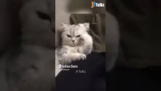 Animal Fundub Part 104 🤣🤣 | Malayalam Fundub | &copy;Ji Talkz | Jijith Elamadu #malayalamfundub #shorts