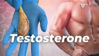 What Testosterone Does to the Body