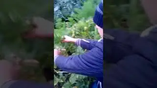 Come raccogliere i broccoli di rapa
