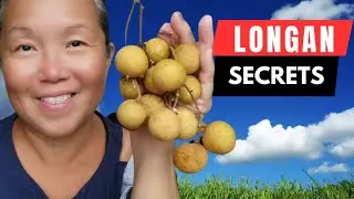 Longan: The Tiny Fruit With BIG Benefits! | Health Perks & How to Eat It