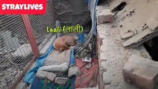 Why Giving Space to Stray Dogs Matters &ndash; Quiet Observation