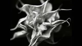 Mystic / Insane Flowers Dream