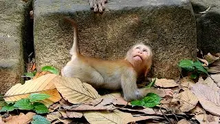 Life of little monkey