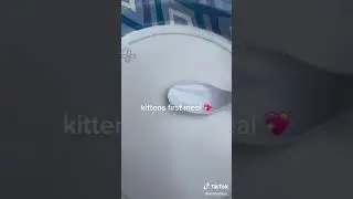 Kittens Food💕(Links in Description) #kittensfirstmeal #babycatfood #cutebabycat #kittensfood #short
