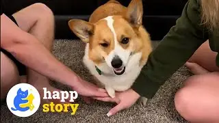 Ollie the Lobster Claw Dog: Thriving with Ectrodactyly! 🐶❤️| HAPP
