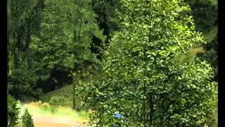 RBR rally school 207s2000