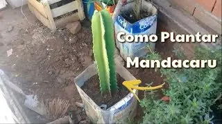COMO PLANTAR MANDACARU |O ESPECIALISTA