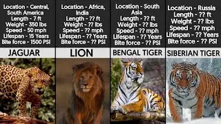 All Big Cat's Comparison | All Big Cat's Bite Force, Size, Speed, Lifespan, Weight Comparison