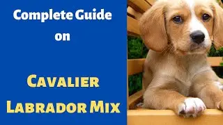 Everything about The Cavalier Labrador Mix (Cavador) | Is Cavador a Family dog?