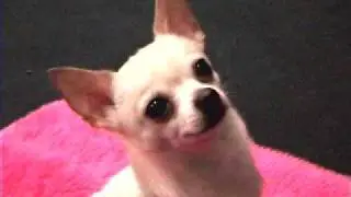 Dog Starting Agility - Training instruction - Chihuahua HattyCakes BakersMan