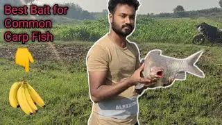 Record size  Carp  Fish 🐠 Carp Fish Catching  on Krishna River Kolhapur  Aurwad