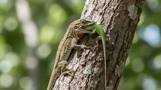 15 Most Dangerous Invasive Animals In Florida