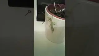 Phasme feuille phyllium philippinicum ,m&acirc;le adulte.!