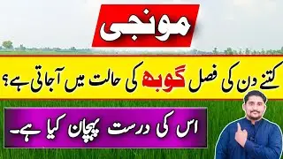 Right Booting Stage Time | Requirements of Rice crop at Booting stage || Apna Kisan Pakistan
