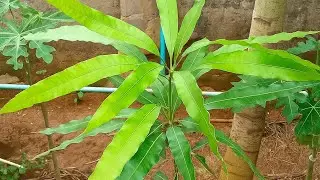 10 Powerful Health Benefits of Mango Leaves Tea | Natural Remedy for Diabetes, Heart & More