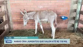 HARAS CRIA JUMENTOS QUE VALEM ATÉ R$ 110 MIL