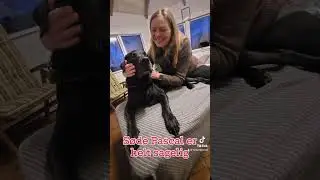 Naturlig Hund Terapi for fysisk og f&oslash;lelsesm&aelig;ssig well-being (2024)