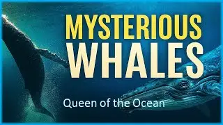 Whale: The Mysterious Queen of the Ocean | An Incredible Journey