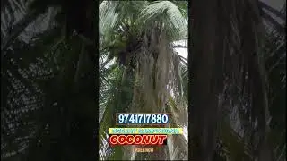 30 years of trusted performance &ndash; Deejay Sampoorna hybrid coconut trees for assured profits.