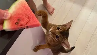 Abyssinian loves watermelon
