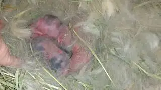 Baby bunnies! Our first litter of meat rabbits!