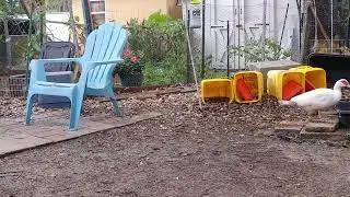 Find the doves