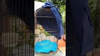 cukup kasih susu Dencow + air gula. agar sogon kita sehat dan gemuk