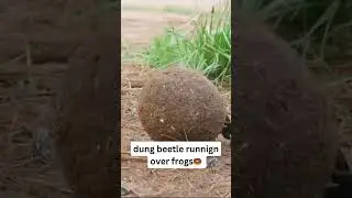 dung beetle running over frogs #dungbeetle #nature  #frog