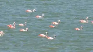 Bandadas de flamencos 
