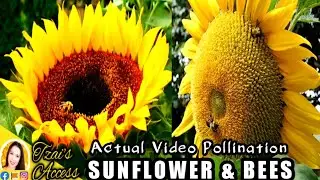 SUNFLOWER AND BEES ACTUAL POLLINATION | #SHORTS VIDEO