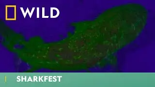 Why Do These Sharks Glow Underwater? | Sharkfest | National Geographic WILD UK