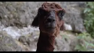 Trailer de Zoo Lock Down (HD)