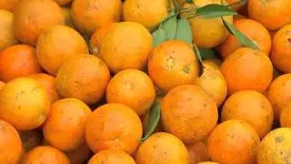 &ldquo;Ole Red&rdquo; Talks About Florida&rsquo;s Citrus Industry