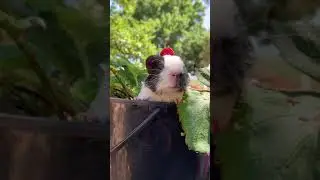 Guinepig