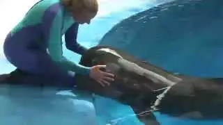 Young Pilot Whale Receiving Extensive Medical Care for Infection