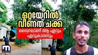 ഒറ്റയേറിൽ വീണത് ചക്ക; വൈറലാണ് ആ ഏറും ഏറുകാരനും! | Mathrubhumi News