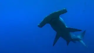 Join the Fin Free Movement to Save Sharks