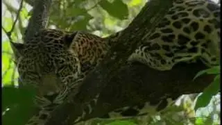BELIZE on MSNBC: Jaguars In Danger: Belize Wildlife